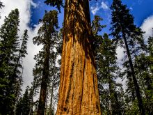 Národný park Sequoia, California