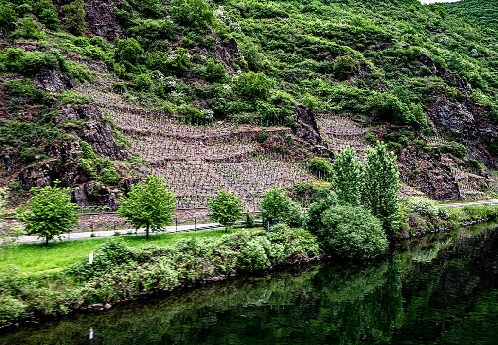 Vinohrady v údolí rieky Mosel